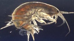 For the first time, researchers at King's, in collaboration with the University of Suffolk, have found a diverse array of chemicals, including illicit drugs and pesticides in UK river wildlife.
The study published today in Environment International, looked at the exposure of wildlife, such as the freshwater shrimp Gammarus pulex, to different micropollutants (chemicals found at exceptionally low levels) and the levels of these compounds in the animals.  