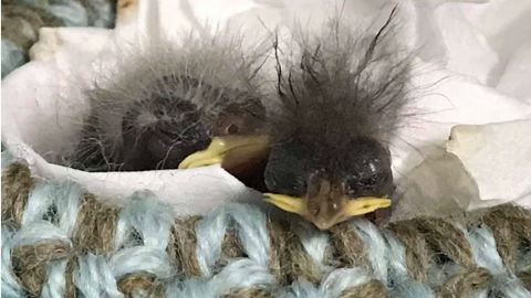 knit bird nest 1