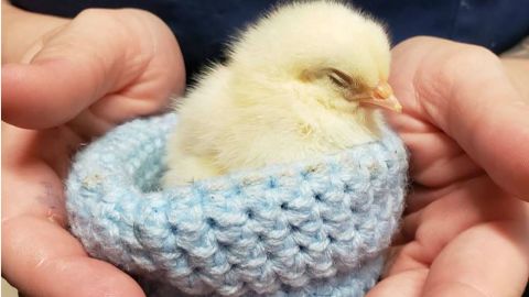 knit bird nest 3