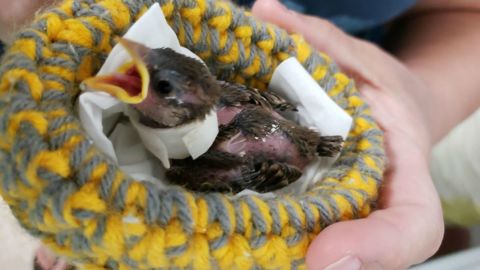 knit bird nest 4
