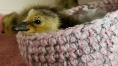 knit bird nest 5