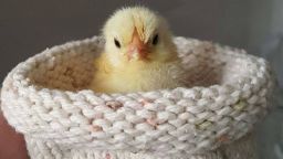 knit bird nest 6 