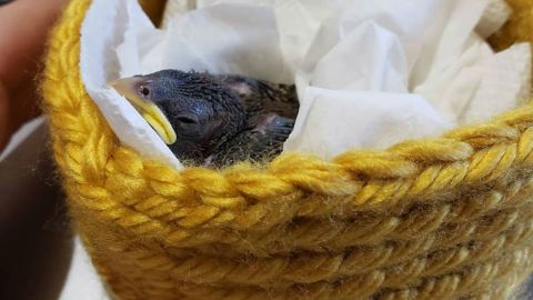 knit bird nest 8