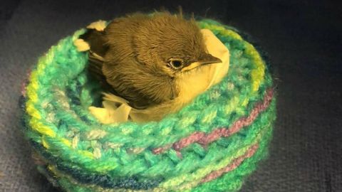 knit bird nest 9