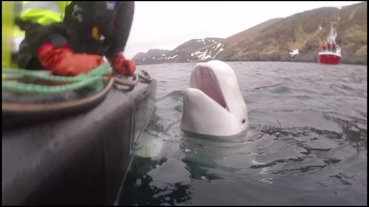 The whale has been following boats and playing with locals.