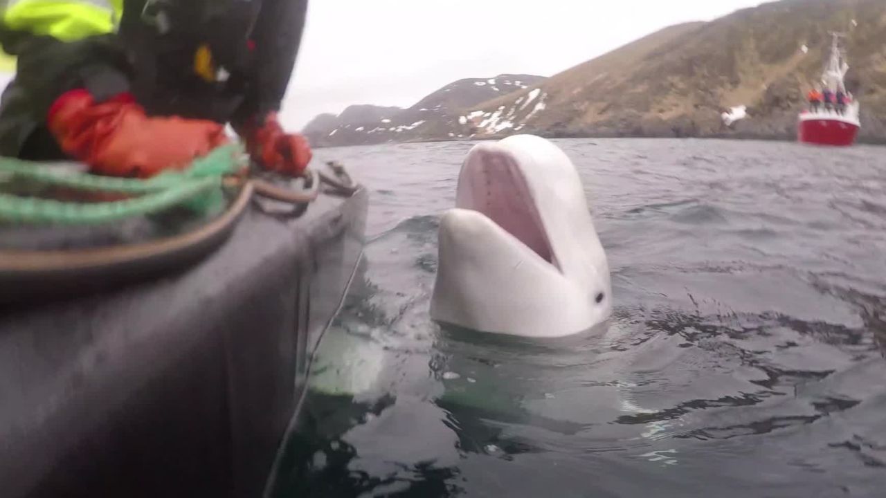 Hvaldimir ha viajado por la costa noruega.