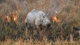 An Indian rhinoceros, also called the greater one-horned rhinoceros, walks through a wildfire in a field at Pobitora Wildlife Sanctuary in Morigaon district, some 45 kms from Guwahati in the Assam state on March 3, 2019. - World Wildlife Day is observed on March 3, the signature day of the Convention on International Trade in Endangered Species of Wild Fauna and Flora (CITES), to raise awareness of the world's wild animals and plants. (Photo by Biju BORO / AFP)        (Photo credit should read BIJU BORO/AFP/Getty Images)
