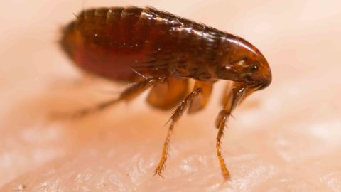 A flea infestation has closed one Paris police station, officials say.