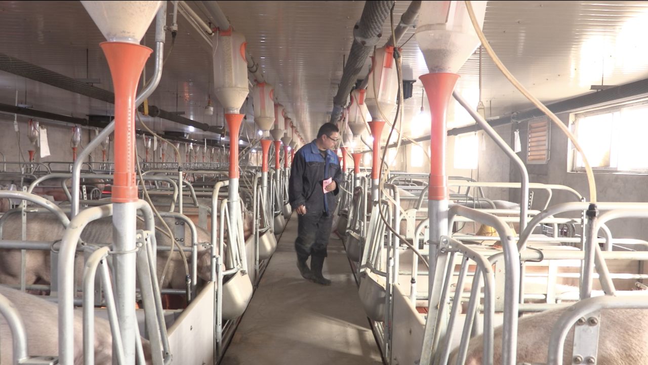 An photo of one of Sun Dawu's pig farms in March 2018, prior to the epidemic.