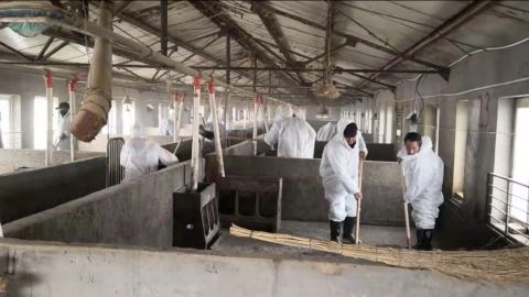 Virus prevention teams working at Sun Dawu's pig farm after the outbreak, which killed more than 15,000 of his animals by March 2019.