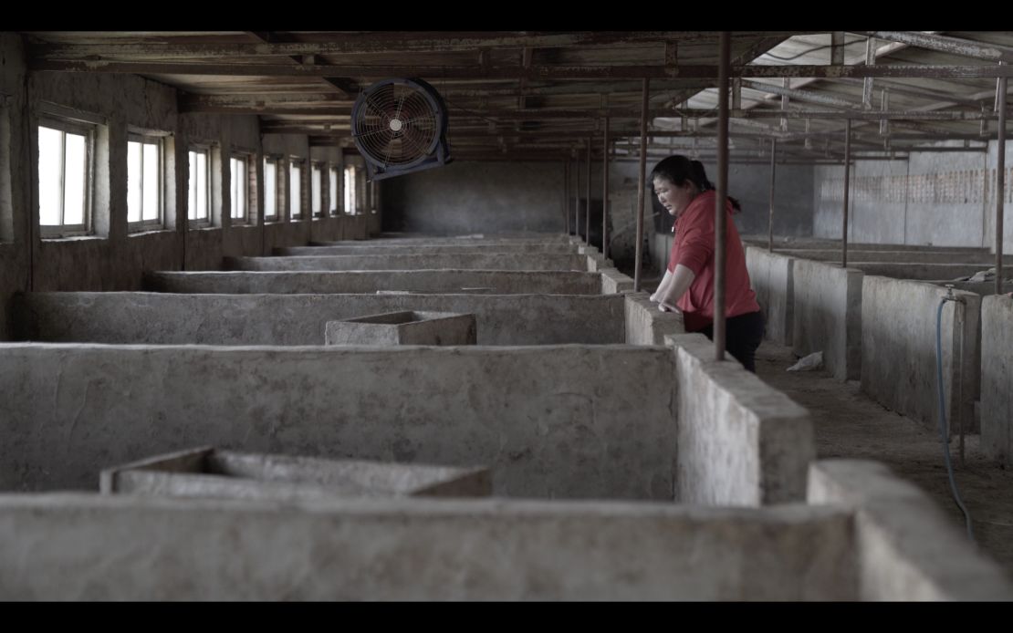 Pig farmer Zhang Haixia cries over an empty pen after losing all her animals to African swine flu in early 2019.