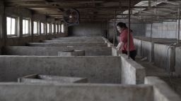 Pig farmer Zhang Haixia cries over an empty pen after losing all her animals to African swine flu