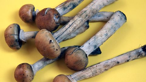 Magic mushrooms, which contain the hallucinogenic compound psilocybin, are on the ballot in Denver.