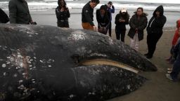 SAN FRANCISCO, CALIFORNIA - MAY 06: People look at a beached dead Gray Whale at Ocean Beach on May 06, 2019 in San Francisco, California. A dead Gray Whale, the ninth to be discovered in and around the San Francisco Bay and Pacific Coast since mid-March, was found beached at San Francisco's Ocean Beach on Tuesday. The Marine Mammal Center will perform a necropsy of the whale on Wednesday to determine the cause of death. Necropsies on 7 of the whales found showed that 4 died from malnutrition and 3 died from ship strikes.  (Photo by Justin Sullivan/Getty Images)