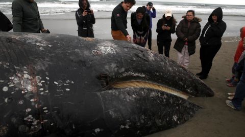 People look at a beached dead gray whale at Ocean Beach on May 6 in San Francisco, California. The Marine Mammal Center will perform a necropsy of the whale on Tuesday to determine the cause of death.