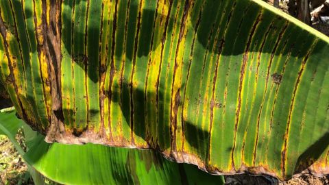 Dark streaks on a banana leaf caused by toxins released from the fungus.