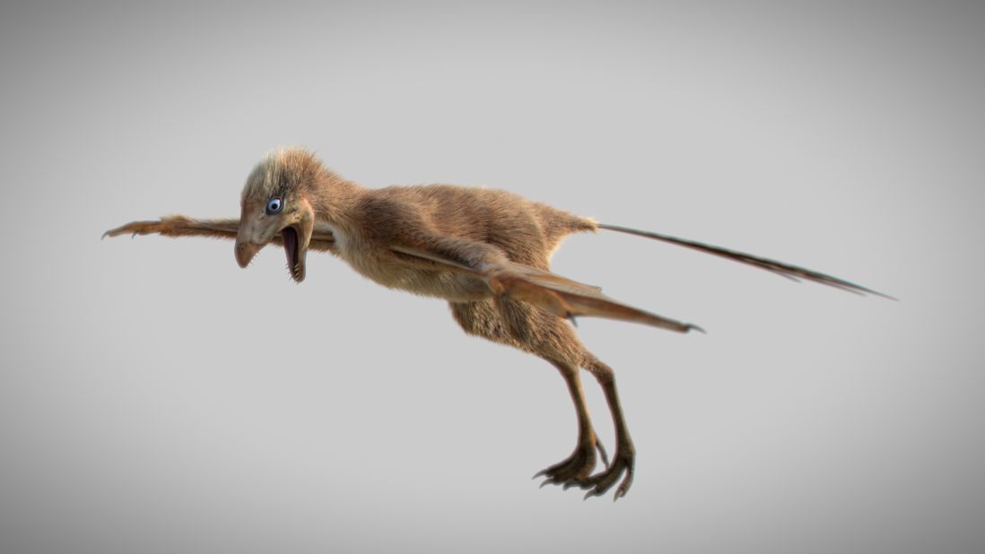 This is an artist's impression of the Ambopteryx longibrachium, one of only two dinosaurs known to have membranous wings. The dinosaur's fossilized remains were found in Liaoning, in northeast China, in 2017.