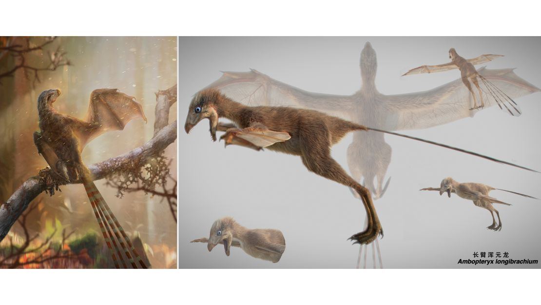 An artist's impression of the Ambopteryx.