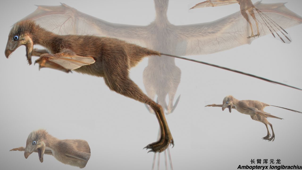 An artist's impression of the Ambopteryx.