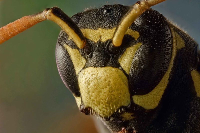 Wasps are smarter than we thought, a new study shows | CNN