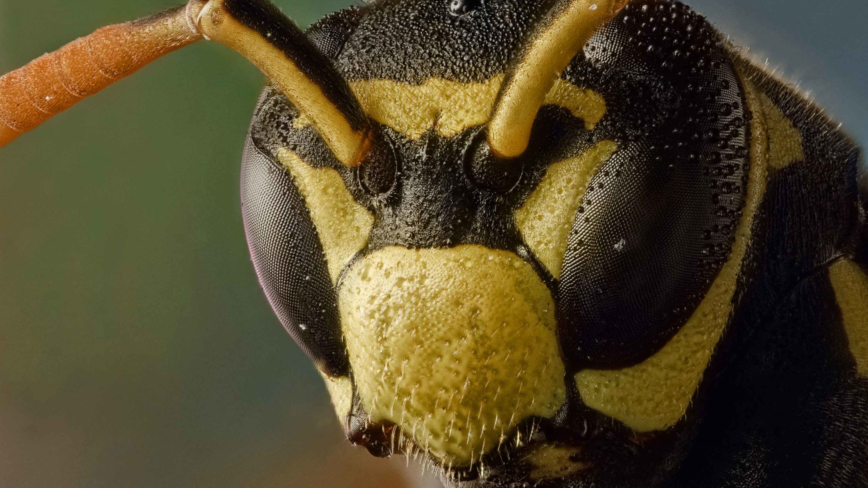 Paper wasps are the first invertebrates to show evidence of transitive inference, a kind of logical reasoning.