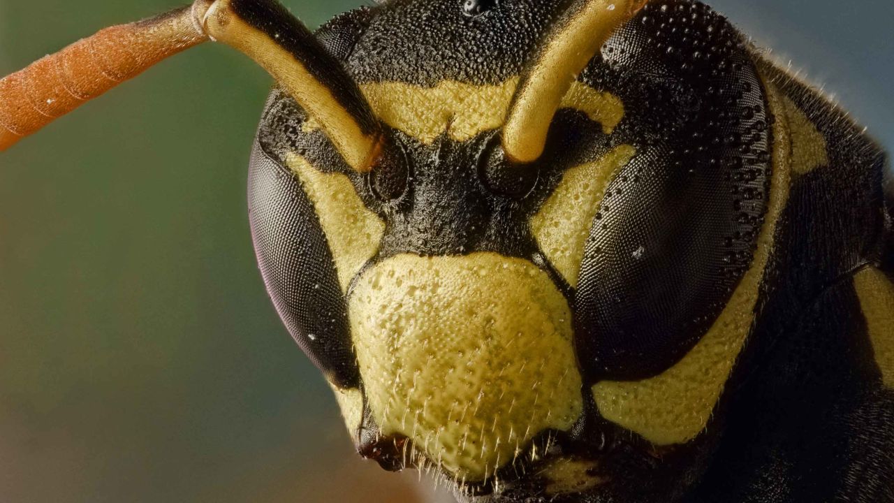Wasps Are Smarter Than We Thought, A New Study Shows | Cnn