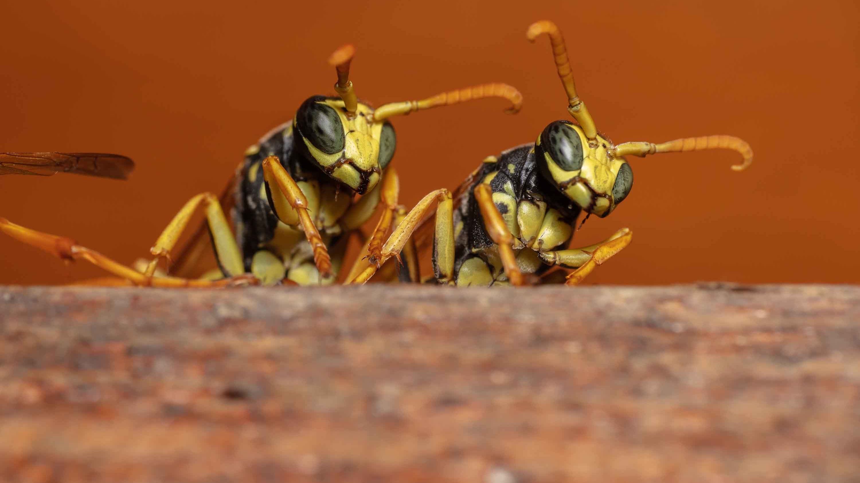 Researchers from the University of Michigan found the wasps could infer unknown relationships from known ones.