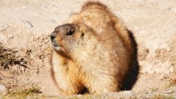 Mongolian marmot