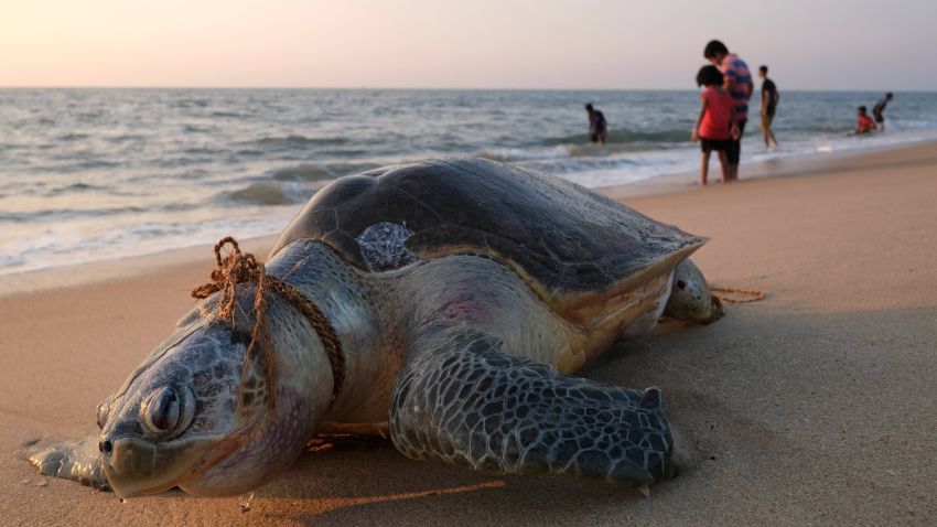 In this photo taken on January 10, 2019 an olive ridley sea turtle lays dead with a rope around its neck on Marari Beach near Mararikulum in southern India's Kerala state. - Getting tangled in nets and ropes used in the fishing industry are a frequent hazard for vulnerable olive ridley sea turtles, which hatch by the millions in their largest nesting grounds each year along the coast of Odisha state in southeast India. (Photo by SOREN ANDERSSON / AFP)        (Photo credit should read SOREN ANDERSSON/AFP/Getty Images)