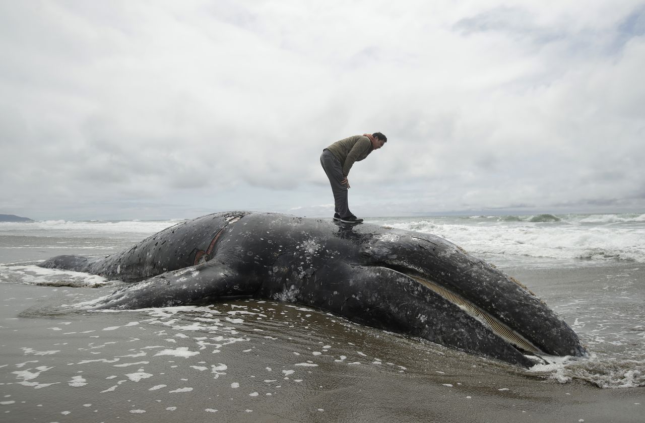 Duat Mai stands atop a dead whale at San Francisco's Ocean Beach on Monday, May 6. The animal had injuries that indicated <a href="https://www.mercurynews.com/2019/05/07/dead-whale-on-ocean-beach-was-hit-by-a-ship/" target="_blank" target="_blank">it had been hit by a ship,</a> officials with the Marine Mammal Center said.