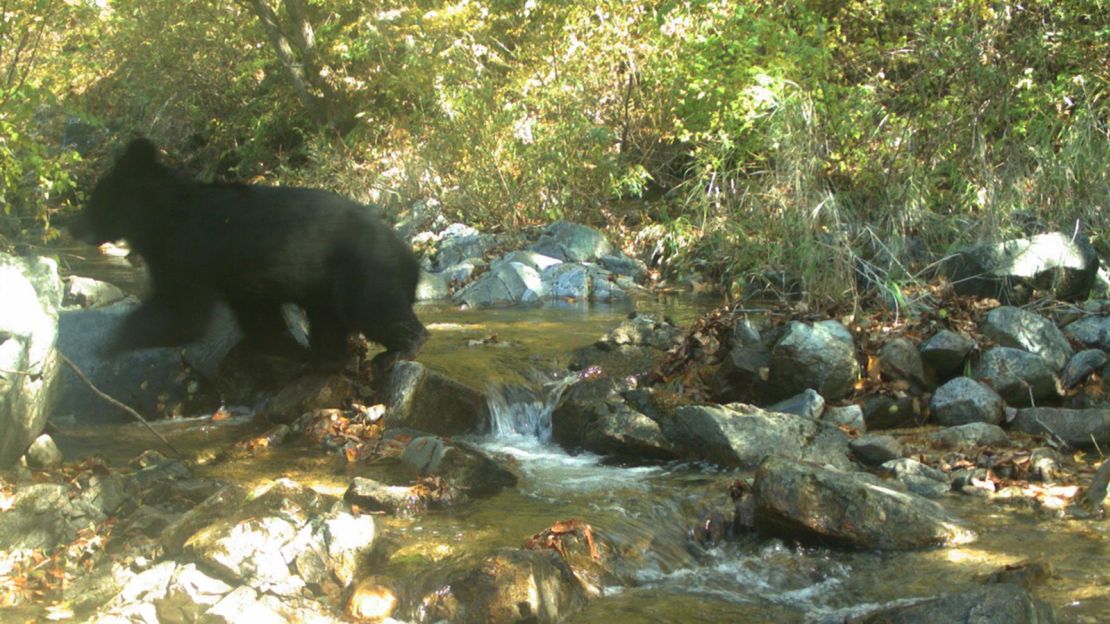 The endangered Asiatic black bear, caught on camera in the demilitarized zone.