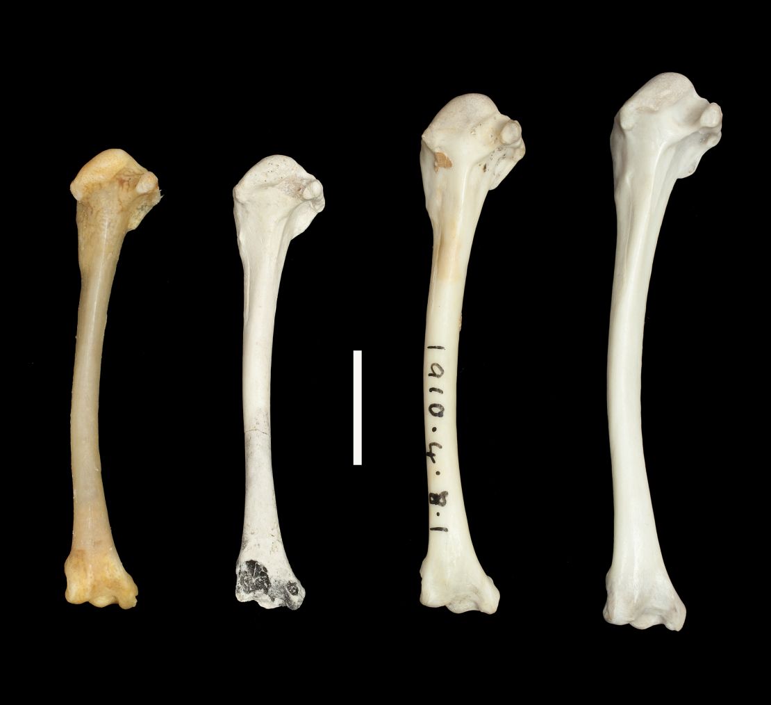 Fossil records from before and after Aldabra was submerged proved the bird's evolutionary feat.