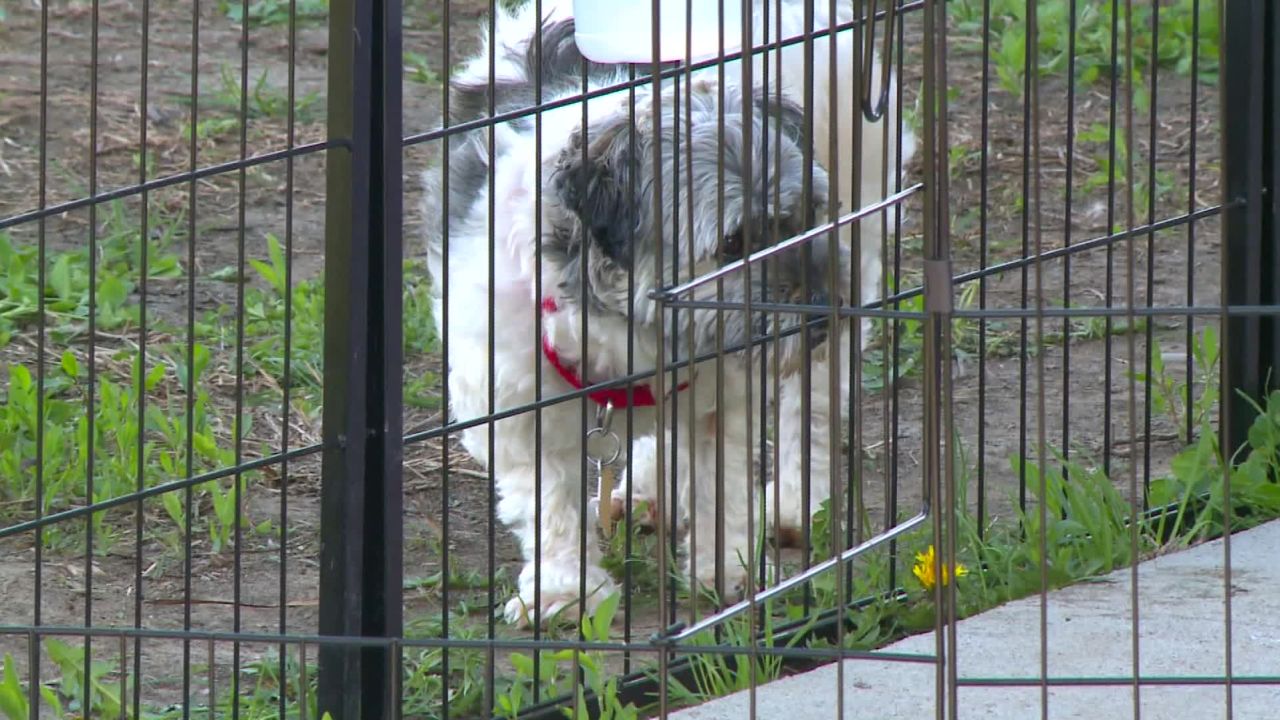 An Iowa animal rescue organization said it has quarantined 32 dogs. 