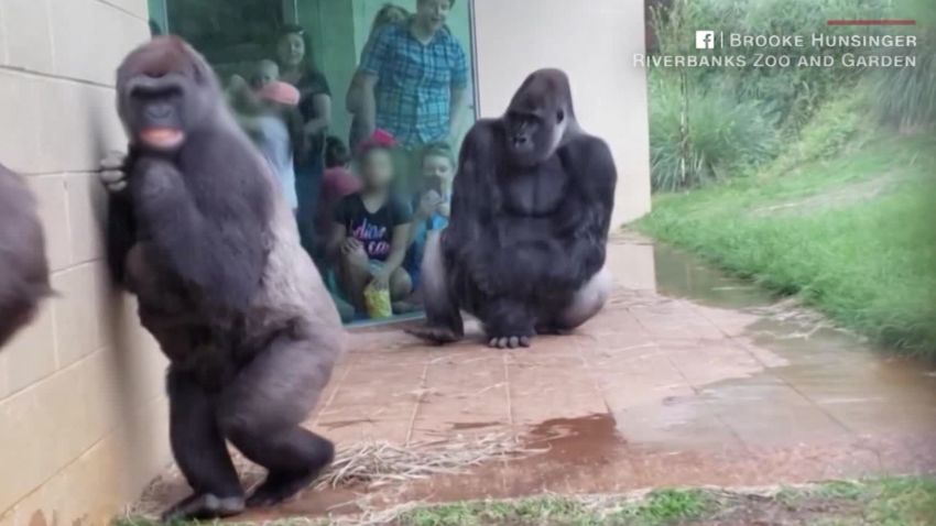 gorillas avoid rain newsource orig vpx_00002312.jpg