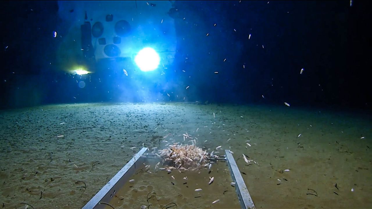 <strong>Plastic pollution:</strong> As well as several potential new species, Vescovo said he saw a plastic bag and candy wrappers at the bottom of the Mariana Trench. 