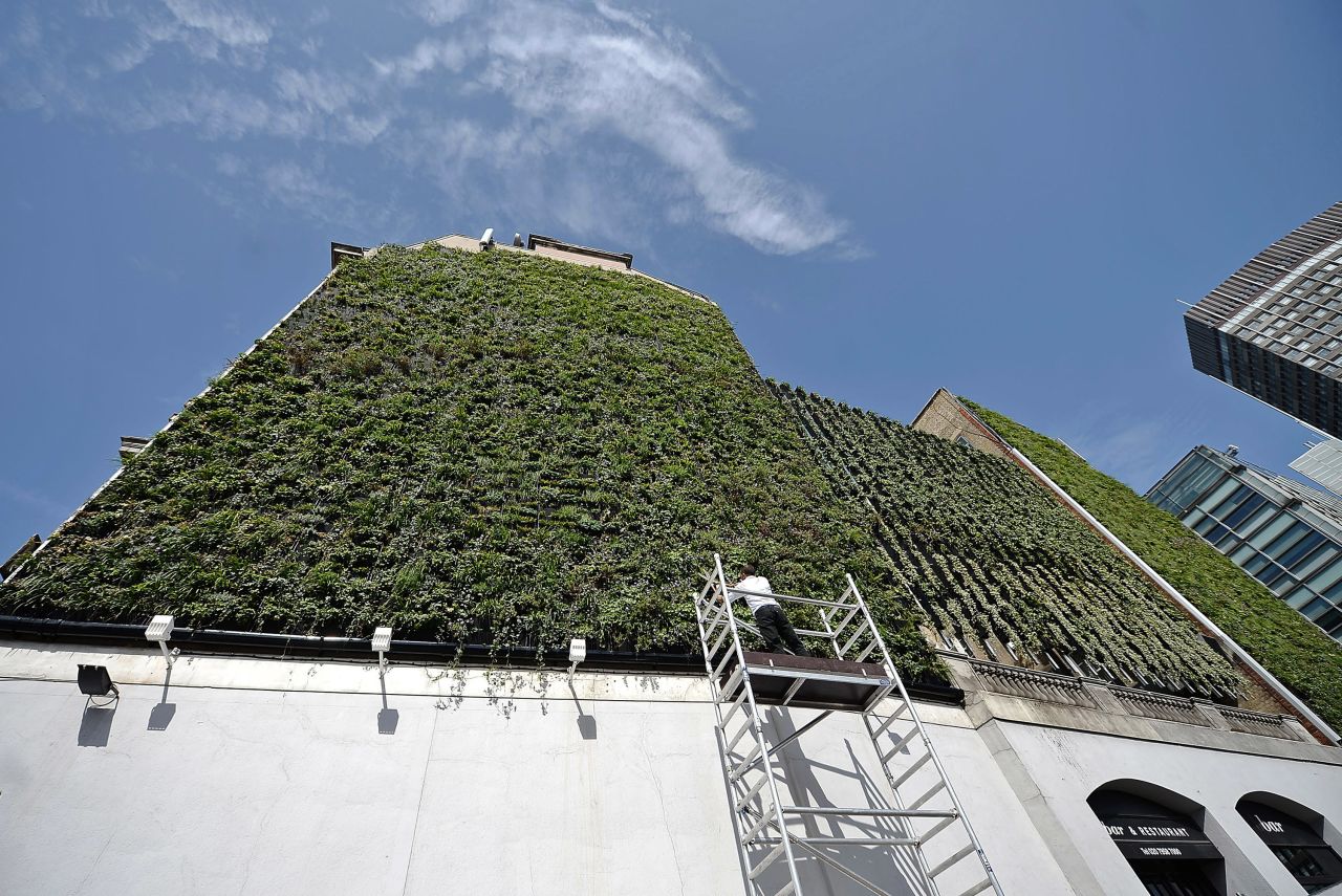 Green initiatives, such as living walls, have sprung up around London. This living wall, built in 2013, reduces flood risk by capturing rainwater in storage tanks. The wall consists of 10,000 plants and is packed with over 20 seasonal species. 