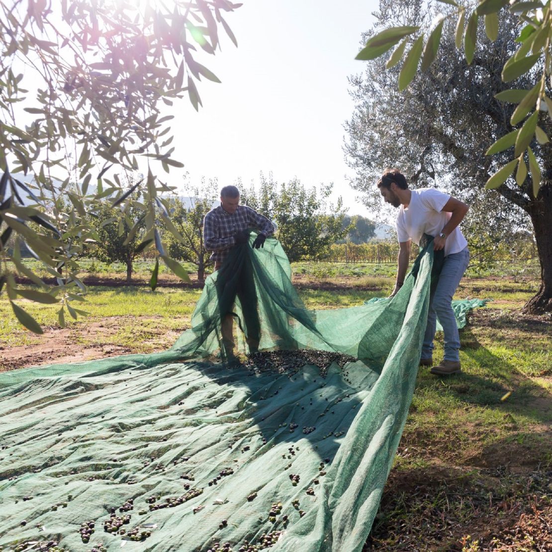 Bellucci olive oil prides itself on being able to prove its provenance to consumers through blockchain