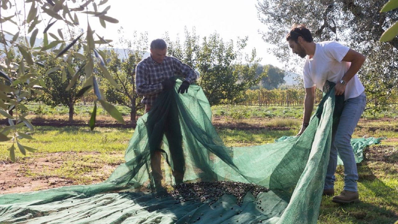 Bellucci olive oil prides itself on being able to prove its provenance to consumers through blockchain