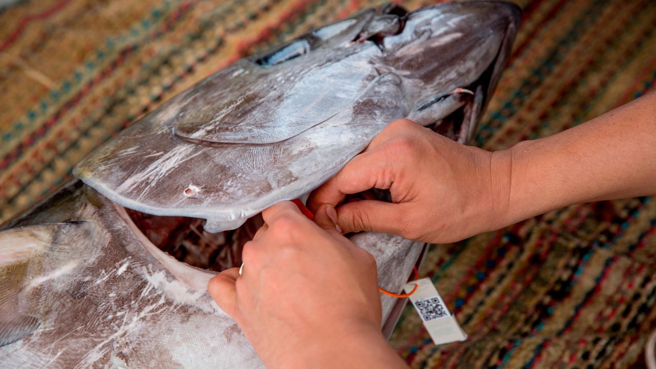 A yellowfin tuna is tagged with a QR code on board fishing vessel in Fiji