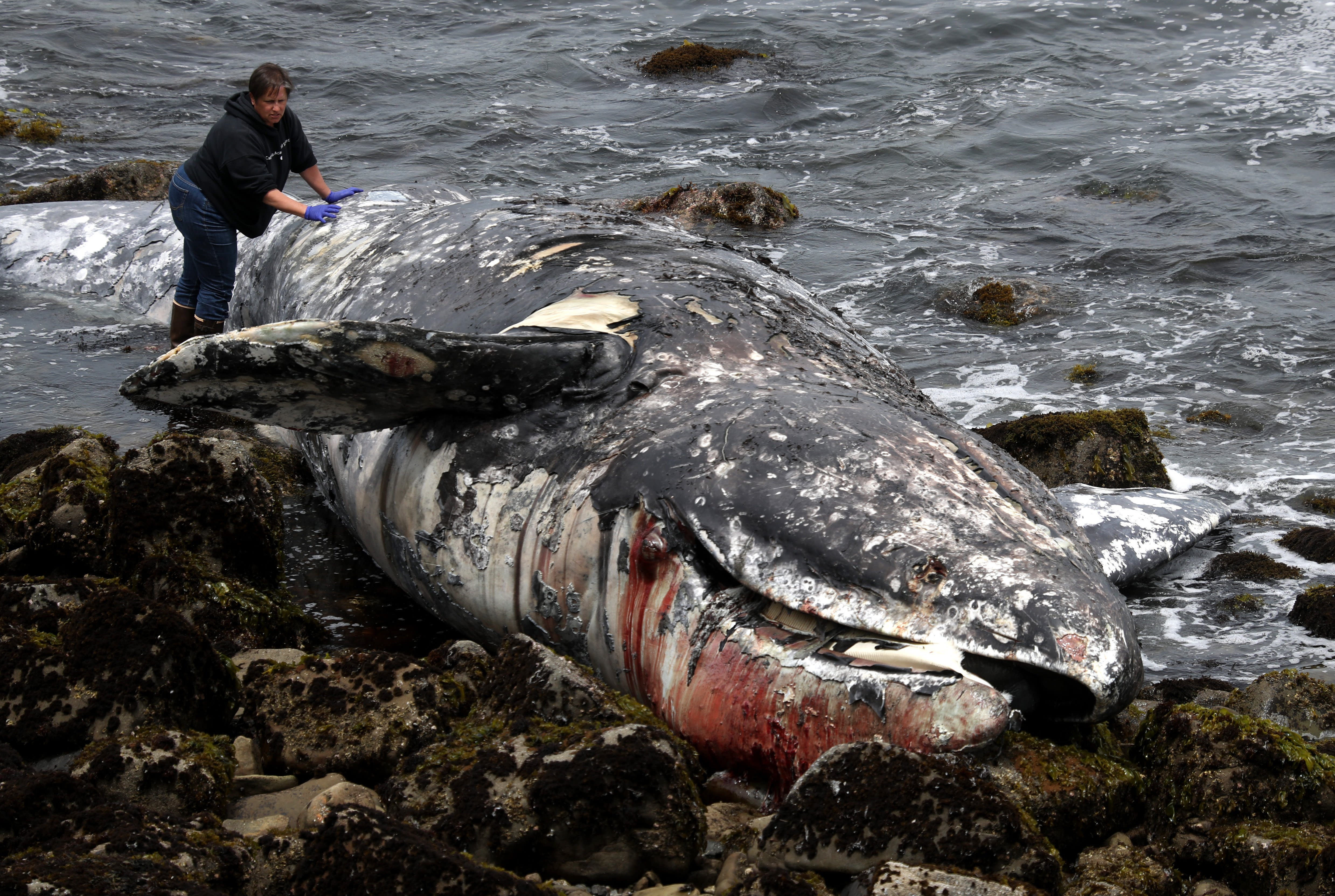 What happens to dead whales?