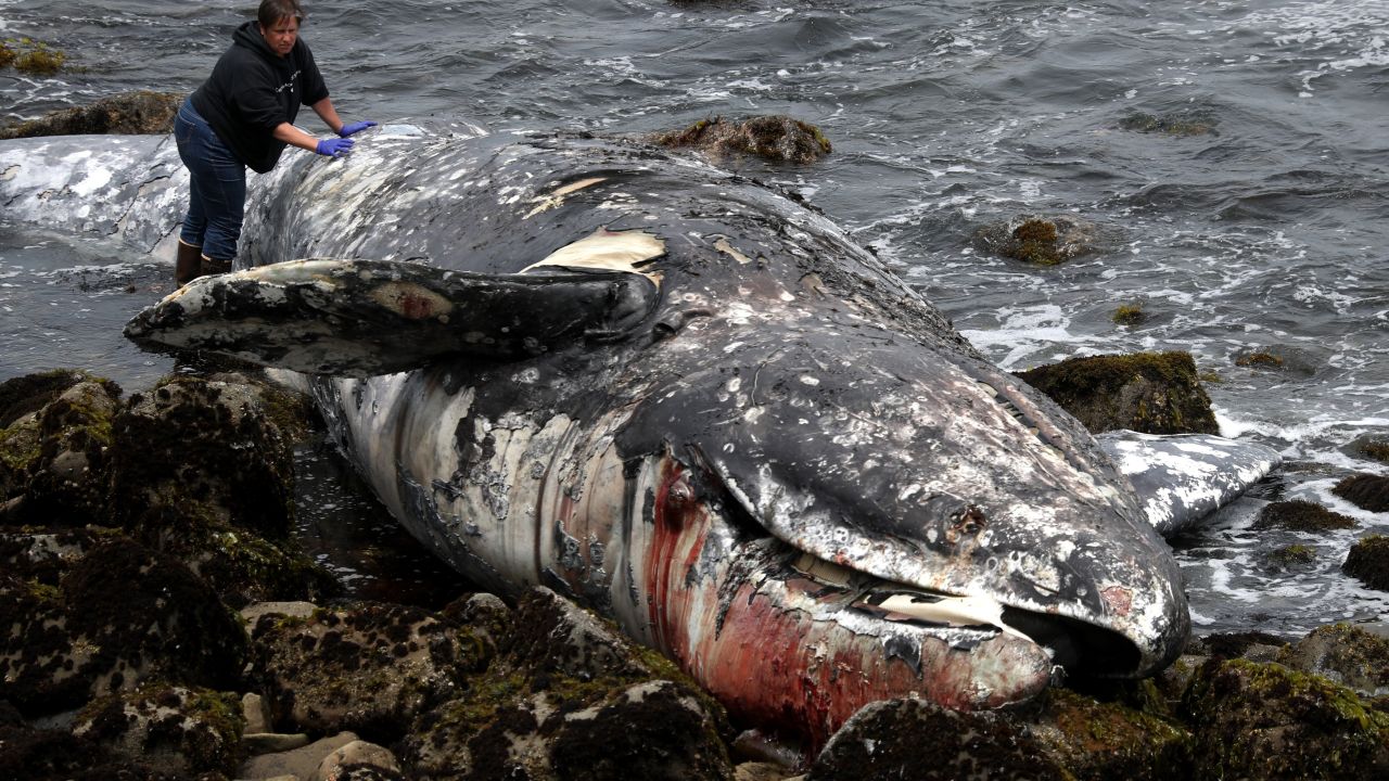 A dead gray whale is inspected on Tuesday in Pacifica, California. 