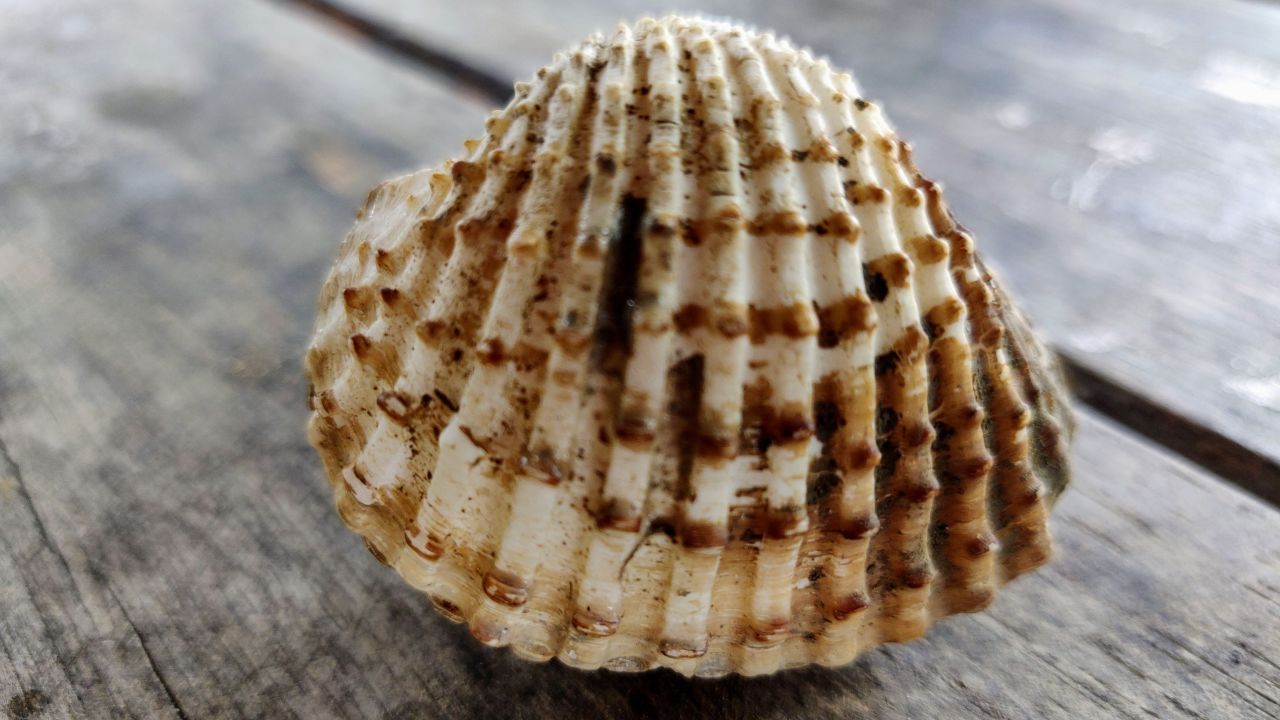 Uncle Sorn explains that the ridges on a cockle's shell reveal its age. The shell gains one ridge a month, so this cockle has just celebrated its first birthday.