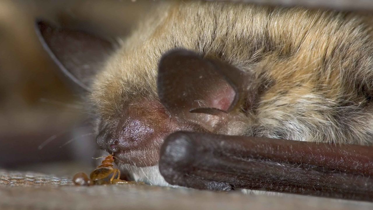 Bats were believed to be the first hosts of bedbugs, but this study proves this was not the case.