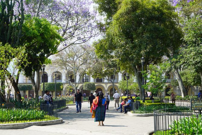 <strong>Jacaranda:</strong> Purple Jacaranda trees add another splash of color in season.