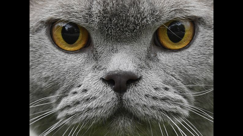 A British Shorthair cat looks into the camera Friday, May 10, at a preview event for an upcoming cat and dog show in Dortmund, Germany.