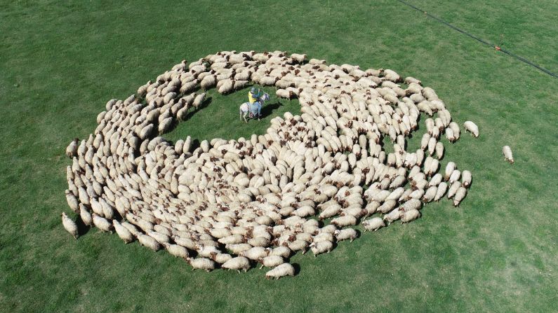A flock of sheep is seen in Sanliurfa, Turkey, on Friday, May 10.