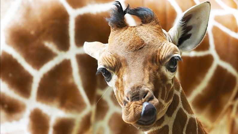 Khar, an 18-day-old reticulated giraffe, walks around a zoo in Whipsnade, England, on Monday, May 13. Reticulated giraffes, also known as Somali giraffes, are an endangered species.