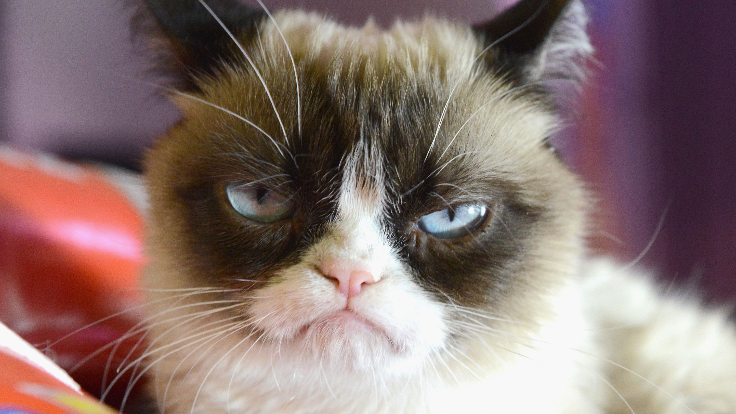 grumpy cat so beautiful