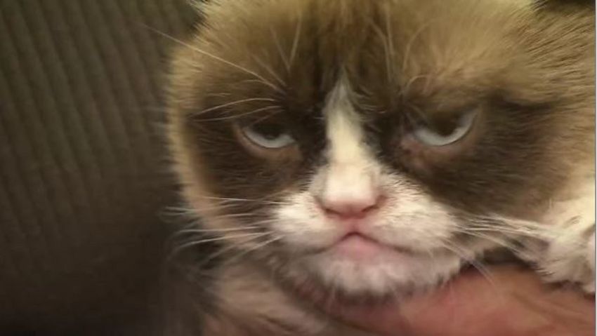 Grumpy Cat dies