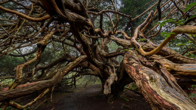 <strong>Kingley Vale, Sussex, United Kingdom: </strong>Some of the twisted and ancient yew trees on this 204.4-hectare site date back at least 2,000 years. 